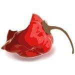 Bitspicy.com coupons and promo codes