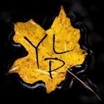 Yellow Leaf Photography coupons and promo codes
